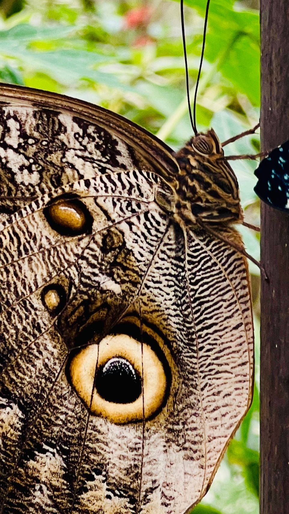 Ecuador- Butterfly 1