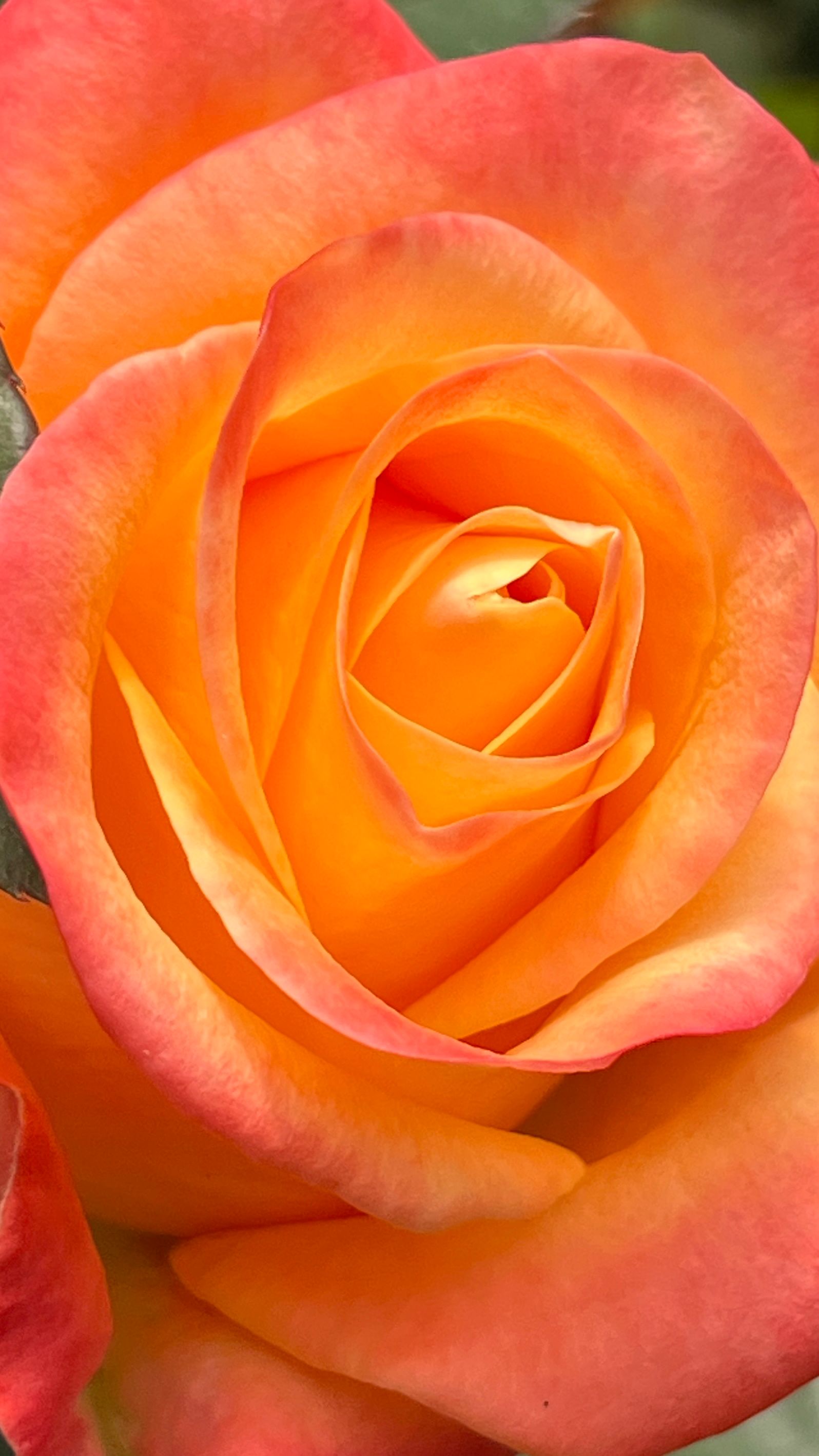 Ecuador- Rose