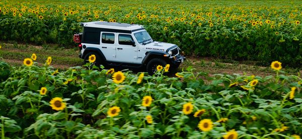 Sunflower