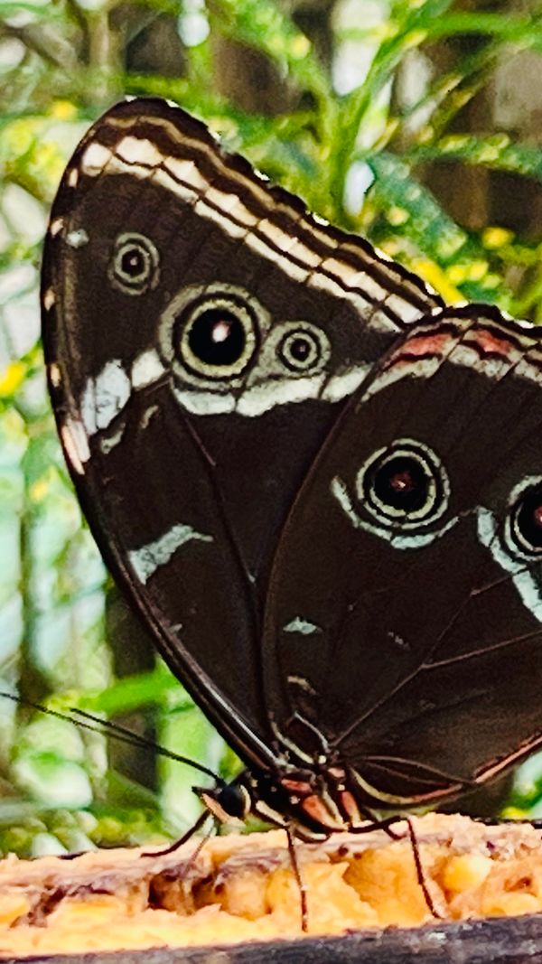 Ecuador- Butterfly 2