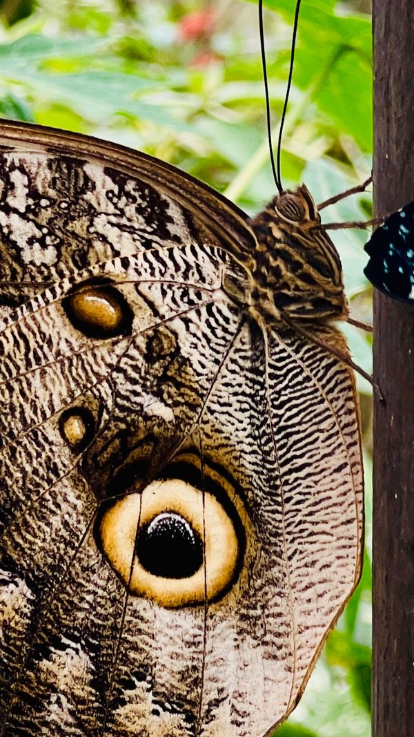 Ecuador- Butterfly 1
