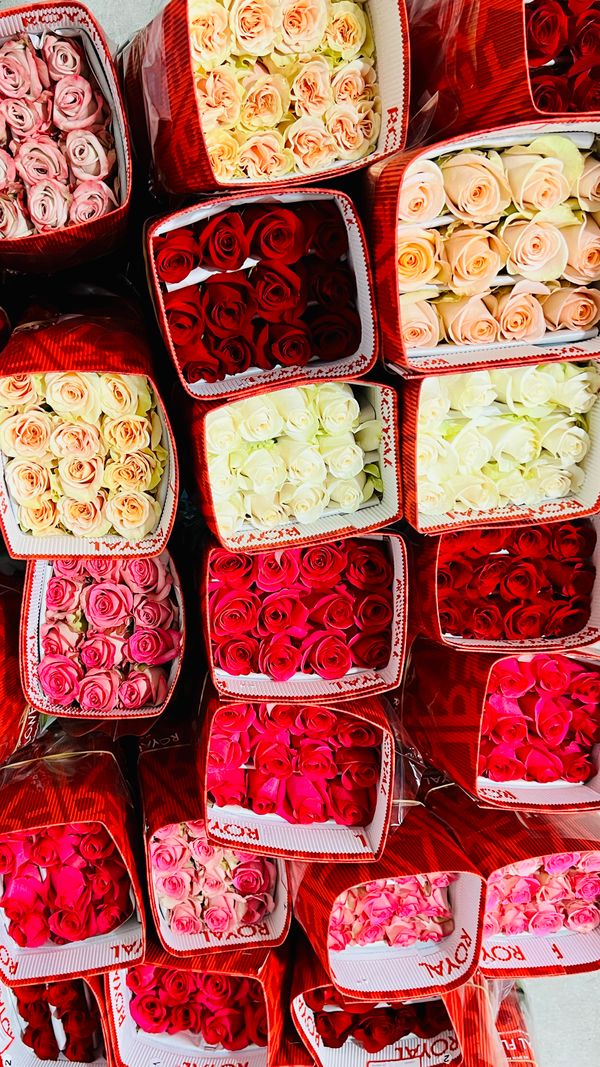 Ecuador- RoseFarm